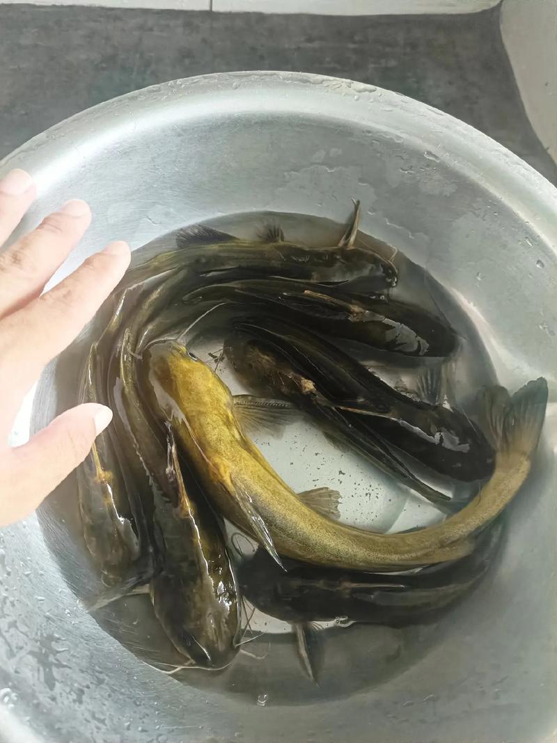 資深釣手十日精心備貨，野生黃辣丁如何游上市民餐桌？